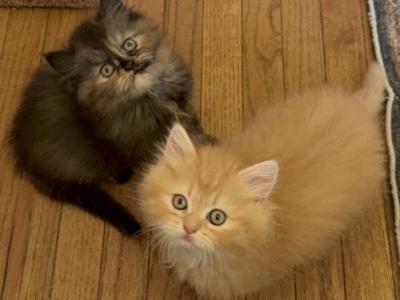 Doll Face Persian Kittens - Persian - Gallery Photo #1