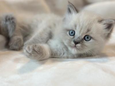Stevie Spring Litter G - Himalayan - Gallery Photo #1