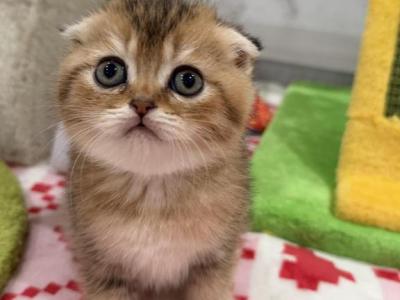 Monday - Scottish Fold - Gallery Photo #1