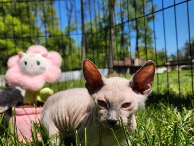 Canadian Sphynx Sofia - Sphynx - Gallery Photo #1