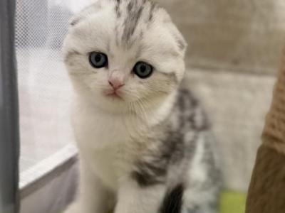 Friday - Scottish Fold - Gallery Photo #1
