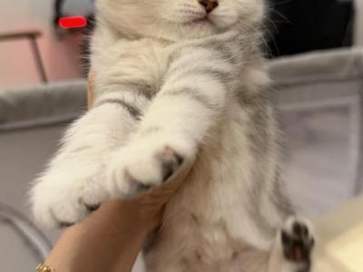 Sunday - Scottish Fold - Gallery Photo #1
