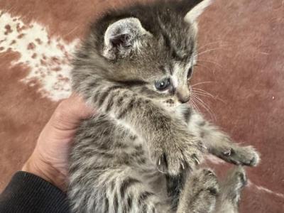 Female Maine Coon Siamese Mix - Domestic - Gallery Photo #1