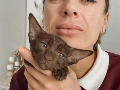 Oriental Shorthair Cinnamon Female - Oriental - Gallery Photo #1
