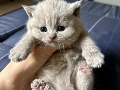 Lilly - British Shorthair - Gallery Photo #1