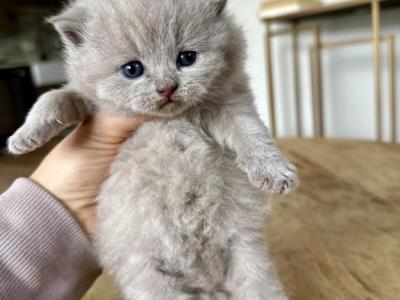 Plushy - British Shorthair - Gallery Photo #1