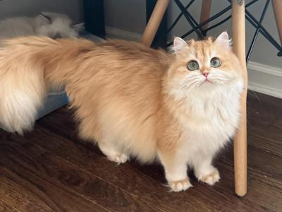 Longhair - British Shorthair - Gallery Photo #1