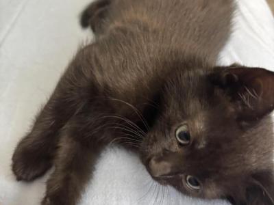 Kitten Available - American Shorthair - Gallery Photo #1