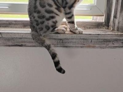 Aries - Bengal - Gallery Photo #1