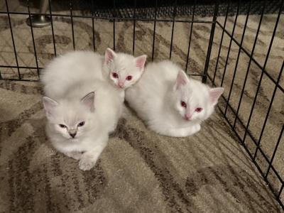 Mimi Rosie Sammy - Ragdoll - Gallery Photo #1