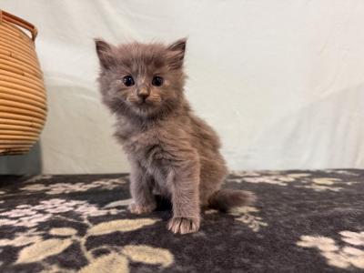 Indie - Ragdoll - Gallery Photo #1