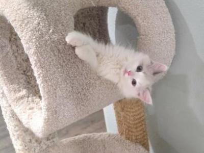 Ollie - Ragdoll - Gallery Photo #1