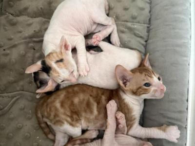 Austin TX Cornish Rex Kittens - Cornish Rex - Gallery Photo #1