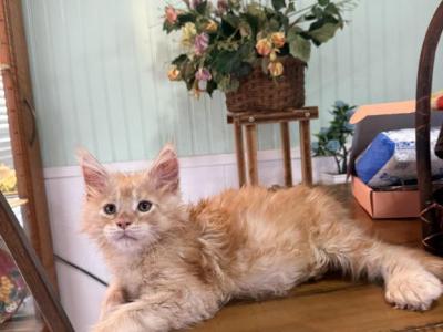 Maine Coon Kitten - Maine Coon - Gallery Photo #1