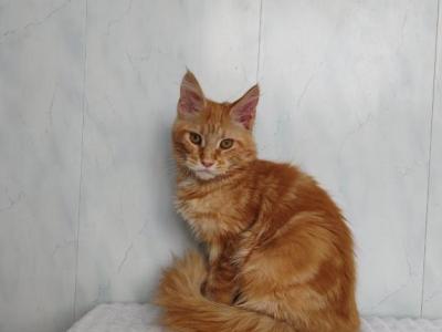 Poly Caesar Kitten - Maine Coon - Gallery Photo #1