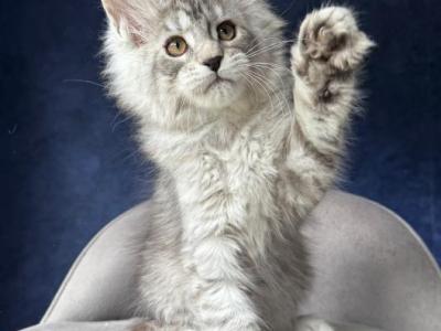 Vanila - Maine Coon - Gallery Photo #1