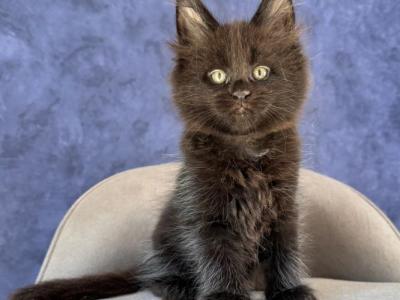 Adis - Maine Coon - Gallery Photo #1