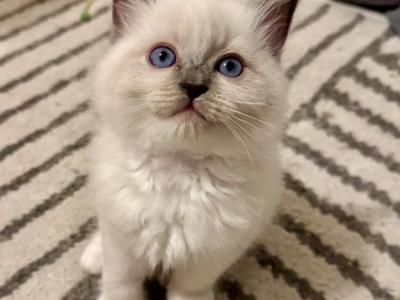 Ragdolls - Ragdoll - Gallery Photo #1