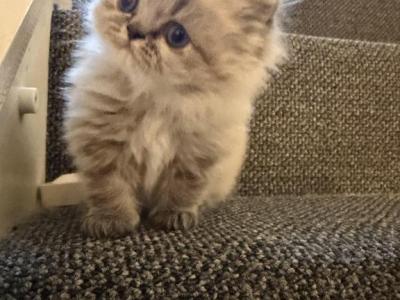 Persian Litter - Persian - Gallery Photo #1