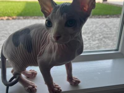 Lil Bit - Sphynx - Gallery Photo #1
