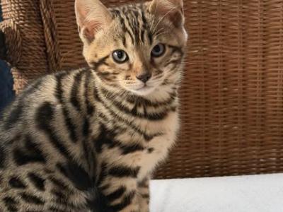 Dino - Bengal - Gallery Photo #1