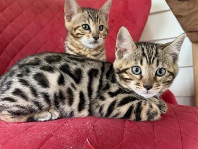 Coby - Bengal - Gallery Photo #1