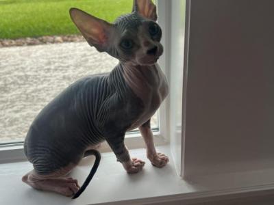 Coy - Sphynx - Gallery Photo #1