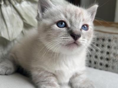 Oliver - Munchkin - Gallery Photo #1