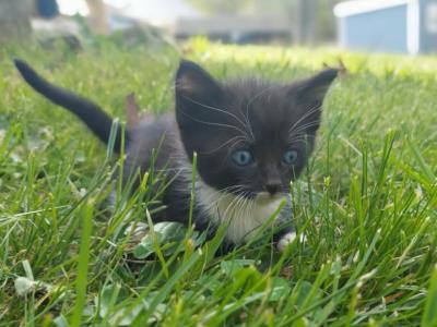 Mittens - Domestic - Gallery Photo #1