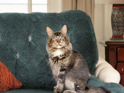 Very Sweet Proven Male DBE - Maine Coon - Gallery Photo #1