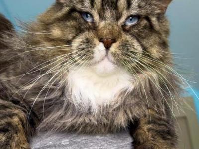 Beautiful Guy Like A Pet - Maine Coon - Gallery Photo #1