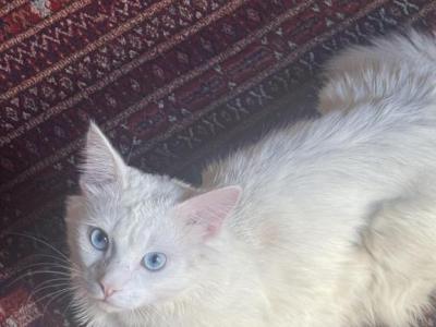 Sterling - Turkish Angora - Gallery Photo #1
