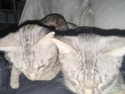 Luke And Leia - American Shorthair - Gallery Photo #1