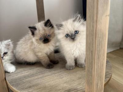 Himalayan Litter Blue Point Girl And Seal Point Bo - Himalayan - Gallery Photo #1