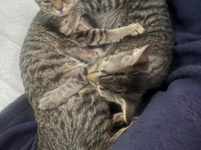 Storm And Sage - Domestic - Gallery Photo #1