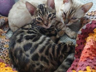 Patty's Litter - Bengal - Gallery Photo #1