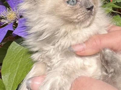 Olivia - Ragamuffin - Gallery Photo #1