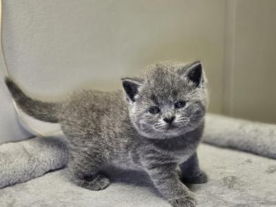 Sima - Scottish Straight - Gallery Photo #1