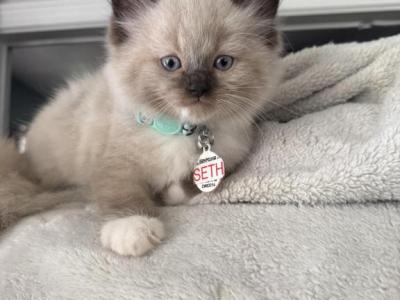 Seth - Ragdoll - Gallery Photo #1