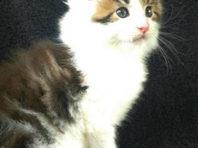 Oden - Maine Coon - Gallery Photo #1