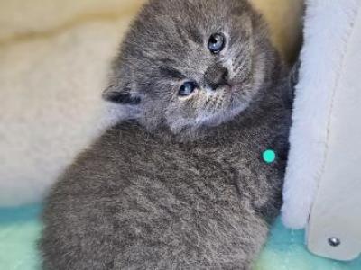 Nico - Scottish Straight - Gallery Photo #1