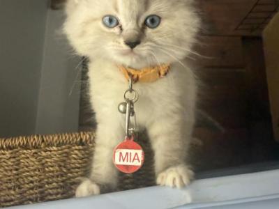 Mia - Ragdoll - Gallery Photo #1