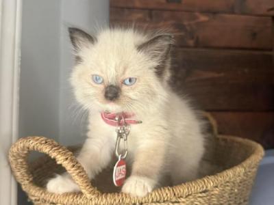 Jas - Ragdoll - Gallery Photo #1