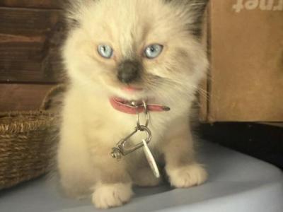 Skye - Ragdoll - Gallery Photo #1