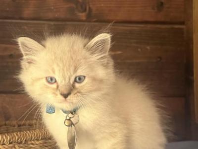 Luke - Ragdoll - Gallery Photo #1