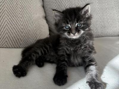 Kolobok - Domestic - Gallery Photo #1
