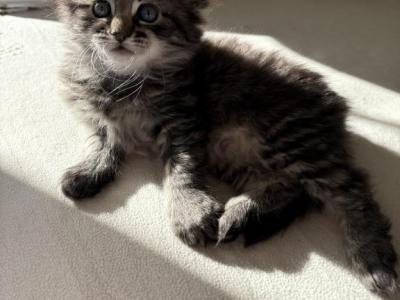 Bella - Domestic - Gallery Photo #1