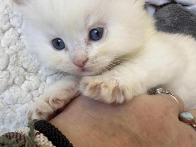 Flame Male - Ragdoll - Gallery Photo #1