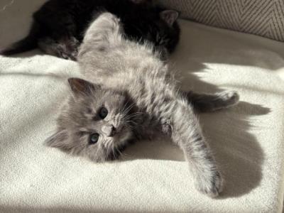 Fluffy - Domestic - Gallery Photo #1