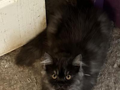 Silver Persian Boy - Persian - Gallery Photo #1